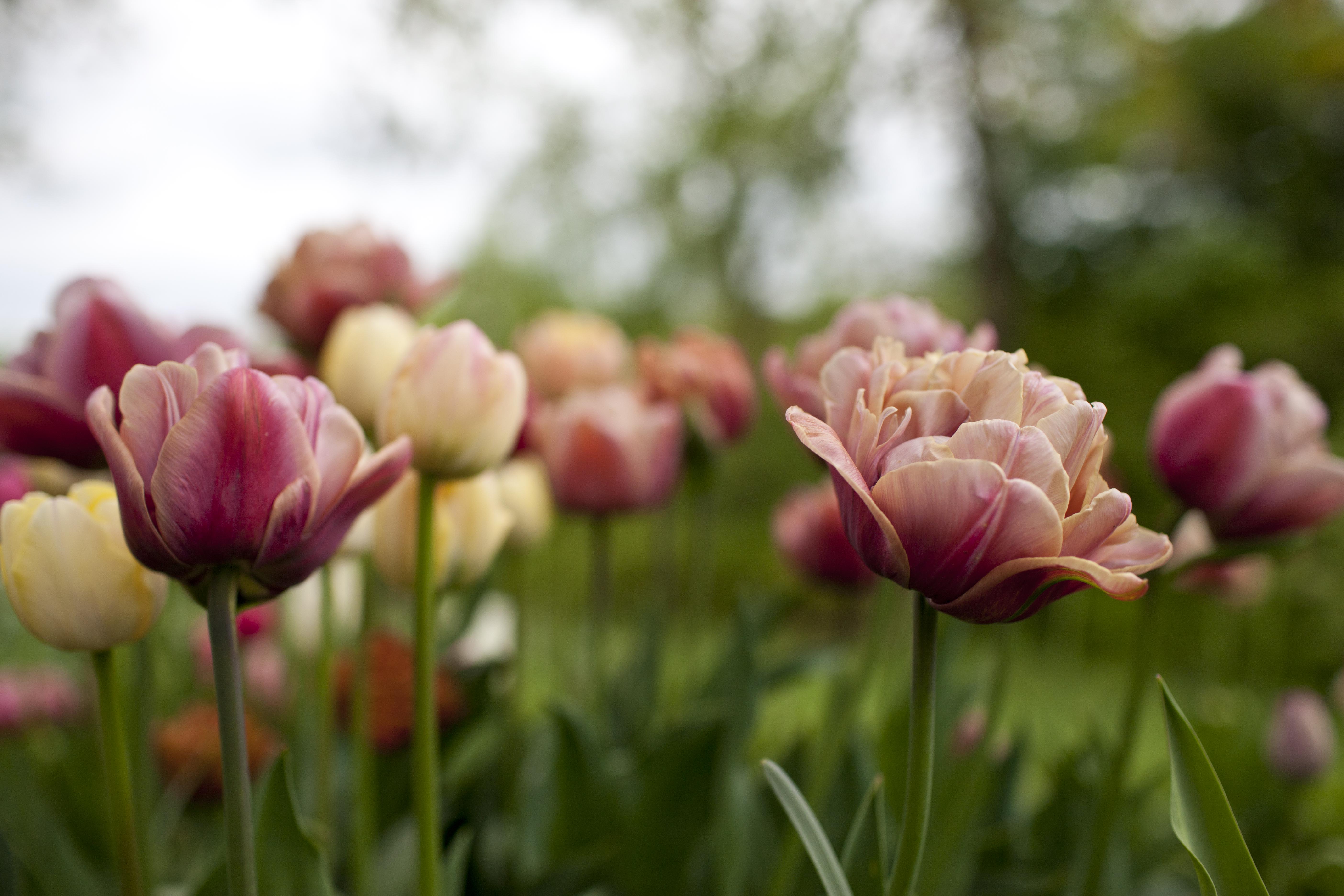 tulips2554